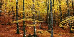 forêt en automne - bienfaits de la marche en forêt