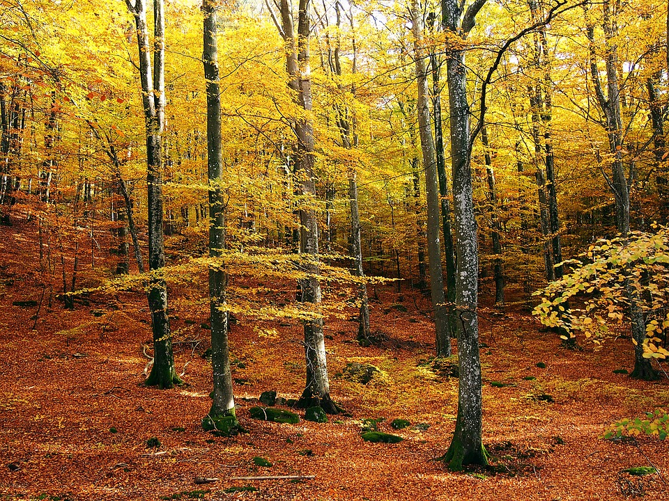 forêt en automne - bienfaits de la marche en forêt